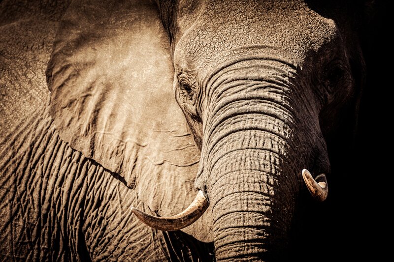 OTA Luxtripper takes Botswana off sale after elephant hunting ban lifted