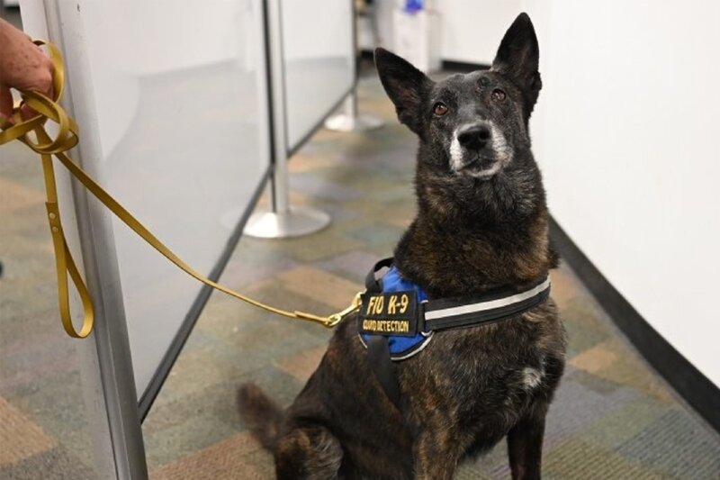 Miami International trials Covid-19 detector dogs