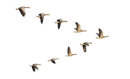 Airbus hits new milestone for fello'fly, inspired by migratory geese